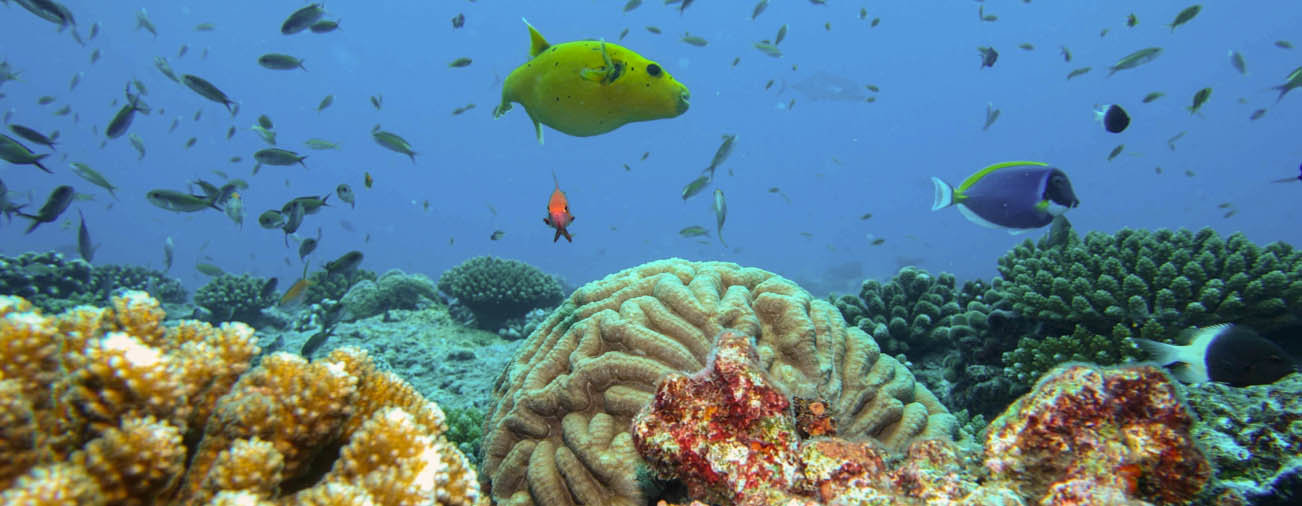 Scuba Diving in The Seychelles - Alphonse Island